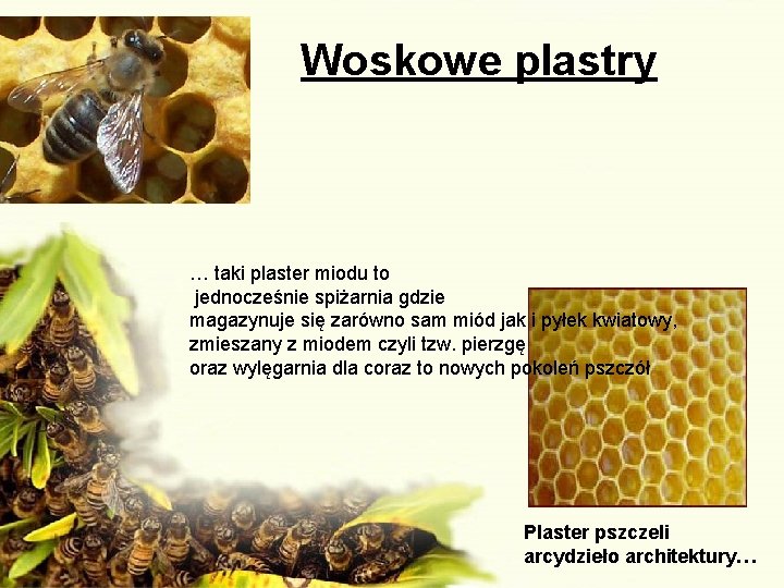 Woskowe plastry … taki plaster miodu to jednocześnie spiżarnia gdzie magazynuje się zarówno sam