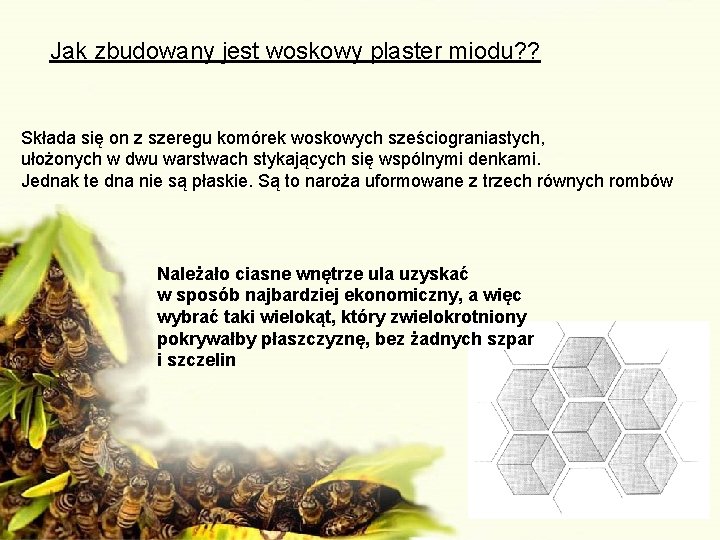 Jak zbudowany jest woskowy plaster miodu? ? Składa się on z szeregu komórek woskowych