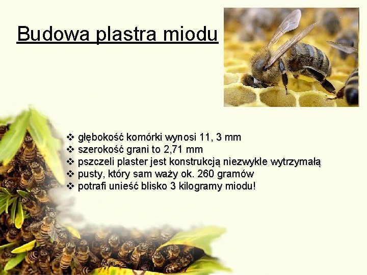 Budowa plastra miodu v głębokość komórki wynosi 11, 3 mm v szerokość grani to