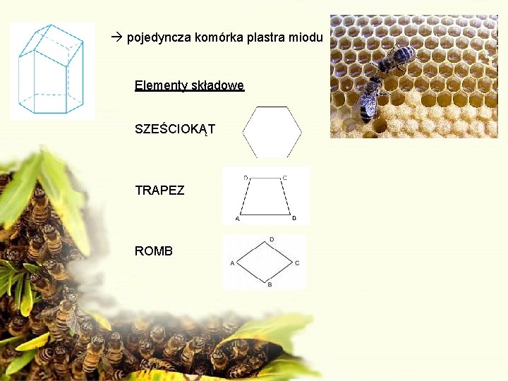  pojedyncza komórka plastra miodu Elementy składowe SZEŚCIOKĄT TRAPEZ ROMB 