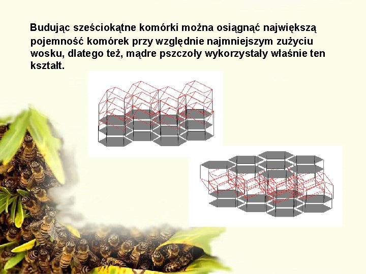  Budując sześciokątne komórki można osiągnąć największą pojemność komórek przy względnie najmniejszym zużyciu wosku,