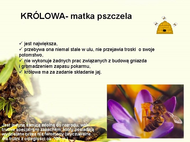 KRÓLOWA- matka pszczela ü jest największa, ü przebywa ona niemal stale w ulu, nie