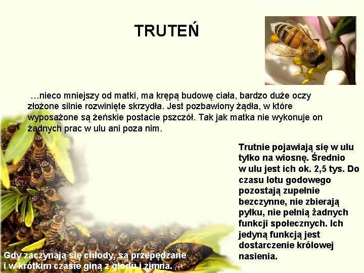 TRUTEŃ …nieco mniejszy od matki, ma krępą budowę ciała, bardzo duże oczy złożone silnie