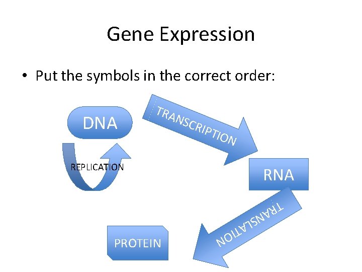 Gene Expression • Put the symbols in the correct order: DNA TRA N SCR