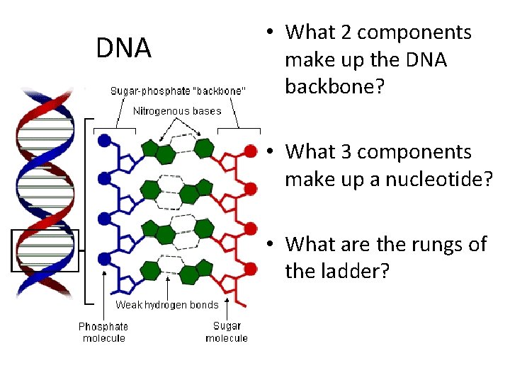 DNA • What 2 components make up the DNA backbone? • What 3 components