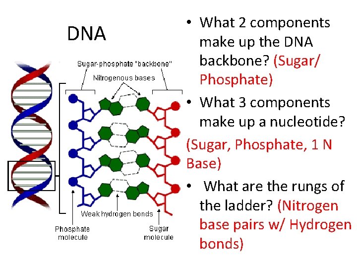 DNA • What 2 components make up the DNA backbone? (Sugar/ Phosphate) • What