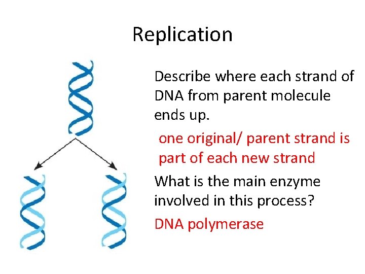 Replication • Describe where each strand of DNA from parent molecule ends up. one