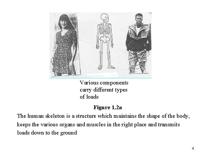 Various components carry different types of loads Figure 1. 2 a The human skeleton