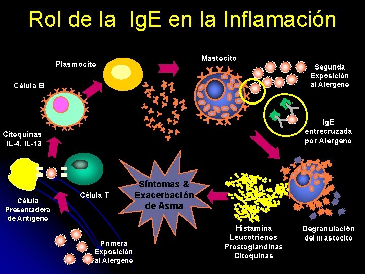 Rol de la Ig. E en la Inflamación Mastocito Plasmocito Segunda Exposición al Alergeno Rol de la Ig. E en la Inflamación Mastocito Plasmocito Segunda Exposición al Alergeno