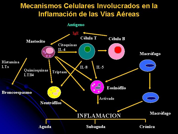 Mecanismos Celulares Involucrados en la Inflamación de las Vías Aéreas Antígeno Ig. E Mastocito Mecanismos Celulares Involucrados en la Inflamación de las Vías Aéreas Antígeno Ig. E Mastocito
