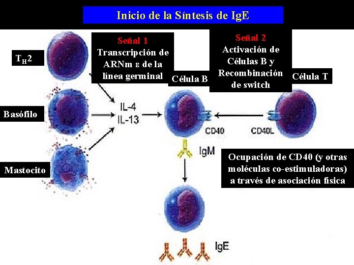 Inicio de la Síntesis de Ig. E TH 2 Señal 1 Transcripción de ARNm Inicio de la Síntesis de Ig. E TH 2 Señal 1 Transcripción de ARNm