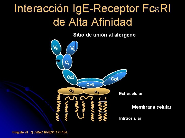 Interacción Ig. E-Receptor Fc RI de Alta Afinidad Sitio de unión al alergeno VH Interacción Ig. E-Receptor Fc RI de Alta Afinidad Sitio de unión al alergeno VH