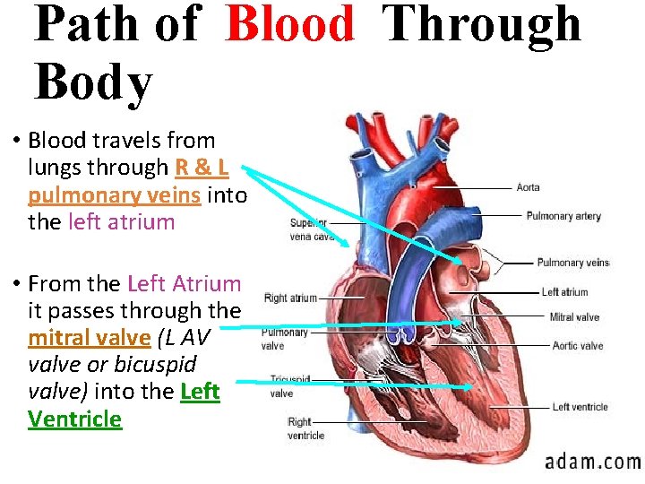 Path of Blood Through Body • Blood travels from lungs through R & L