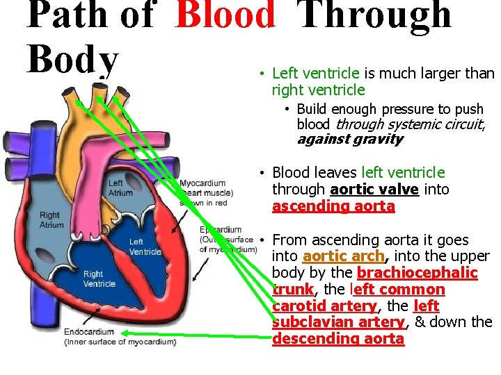 Path of Blood Through Body • Left ventricle is much larger than right ventricle