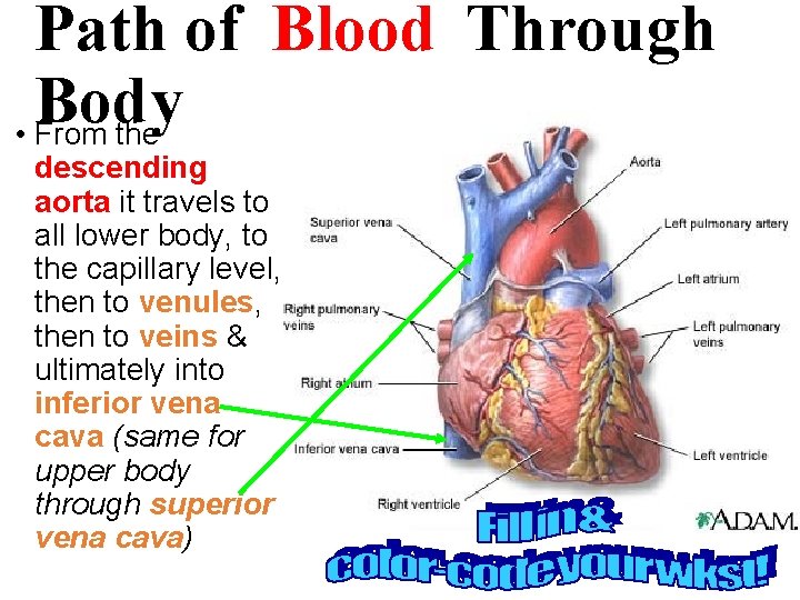 Path of Blood Through Body • From the descending aorta it travels to all