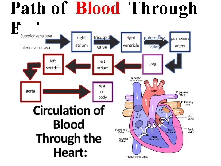 Path of Blood Through Body 