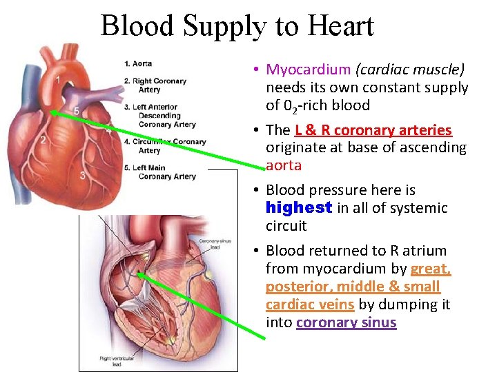 Blood Supply to Heart • Myocardium (cardiac muscle) needs its own constant supply of