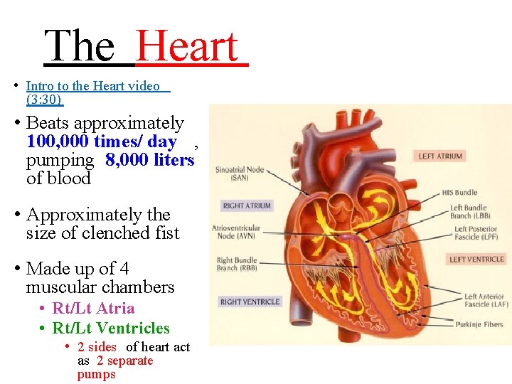 The Heart • Intro to the Heart video (3: 30) • Beats approximately 100,