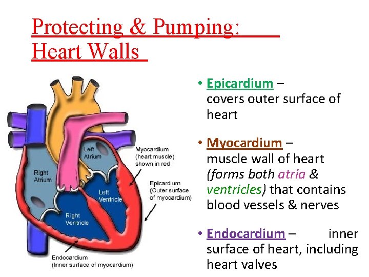 Protecting & Pumping: Heart Walls • Epicardium – covers outer surface of heart •