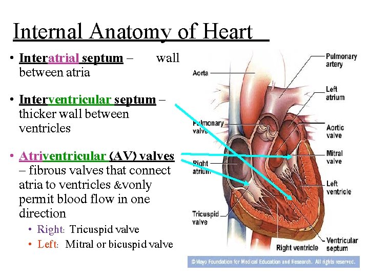 Internal Anatomy of Heart • Interatrial septum – between atria wall • Interventricular septum