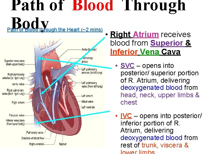 Path of Blood Through Body • Right Atrium receives Path of Blood through the