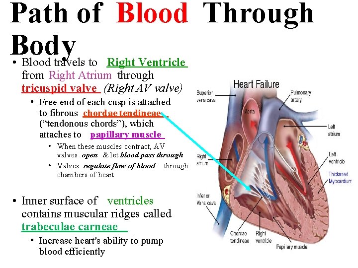 Path of Blood Through Body • Blood travels to Right Ventricle from Right Atrium