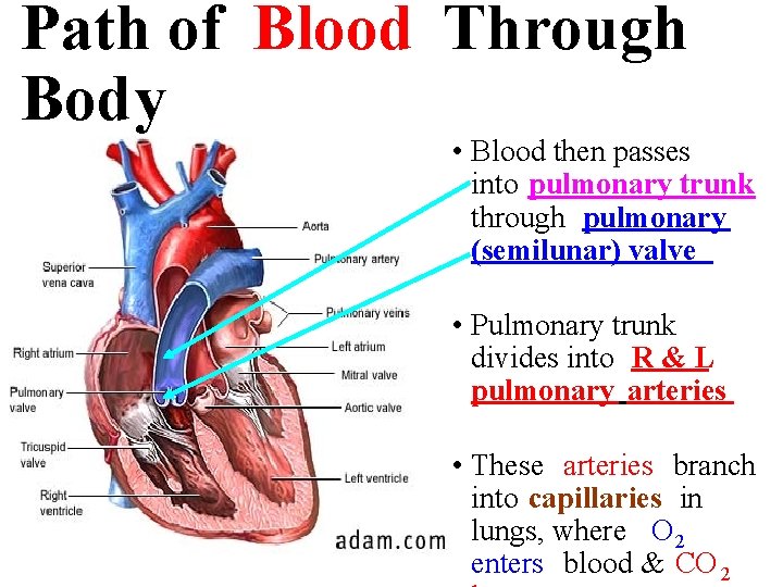 Path of Blood Through Body • Blood then passes into pulmonary trunk through pulmonary