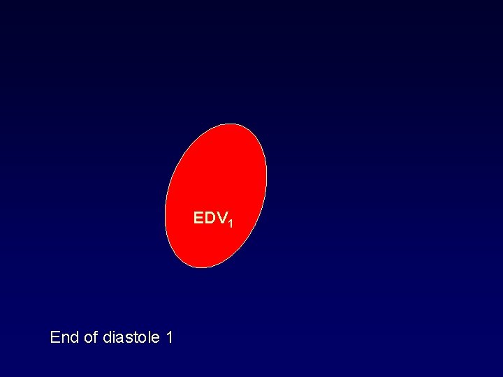 EDV 1 End of diastole 1 