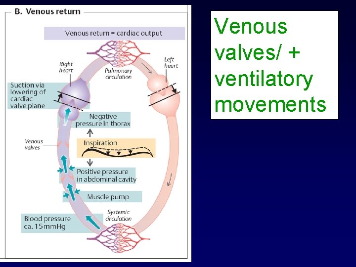 Venous valves/ + ventilatory movements 