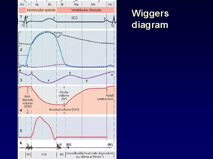 Wiggers diagram 