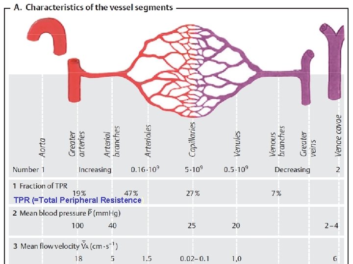 TPR (=Total Peripheral Resistence) 6 