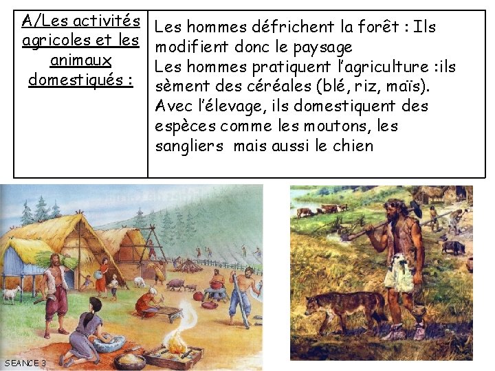 A/Les activités agricoles et les animaux domestiqués : SEANCE 3 Les hommes défrichent la