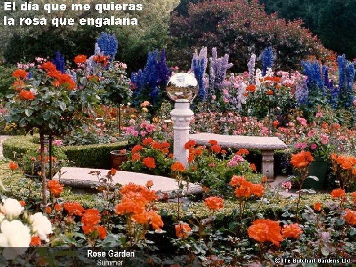 El día que me quieras la rosa que engalana El día que me quieras la rosa que engalana