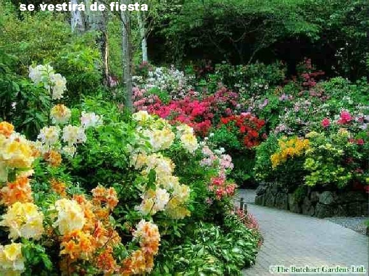 se vestirá de fiesta se vestirá de fiesta