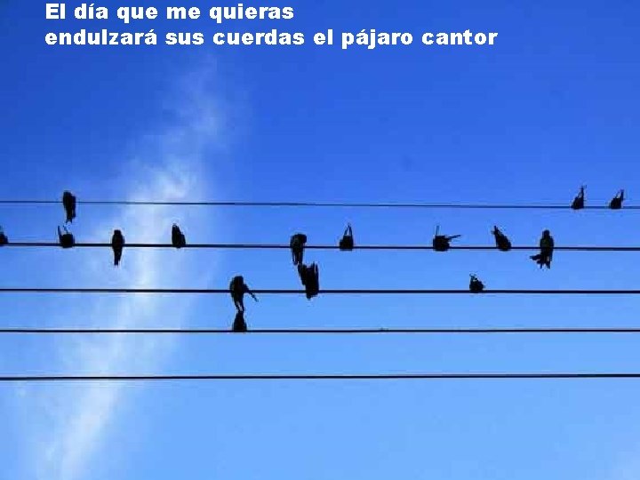 El día que me quieras endulzará sus cuerdas el pájaro cantor El día que me quieras endulzará sus cuerdas el pájaro cantor