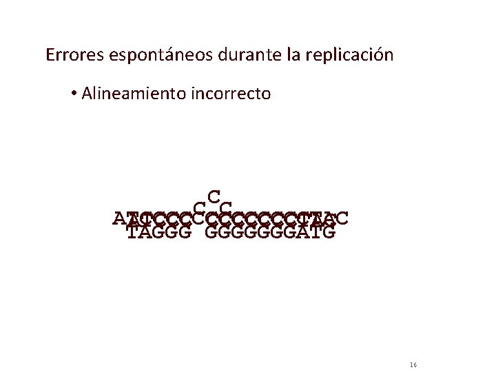 Errores espontáneos durante la replicación • Alineamiento incorrecto C C C ATCCCCCCCTAC ATCCC CCCCCCCTAC