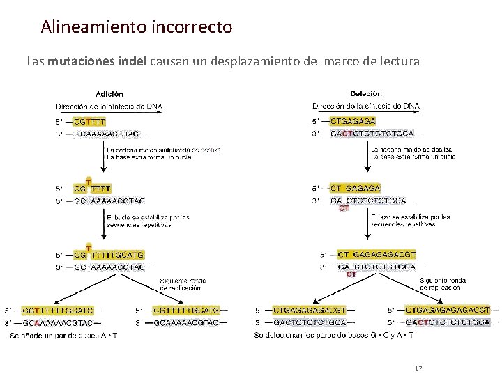 Alineamiento incorrecto Las mutaciones indel causan un desplazamiento del marco de lectura 17 