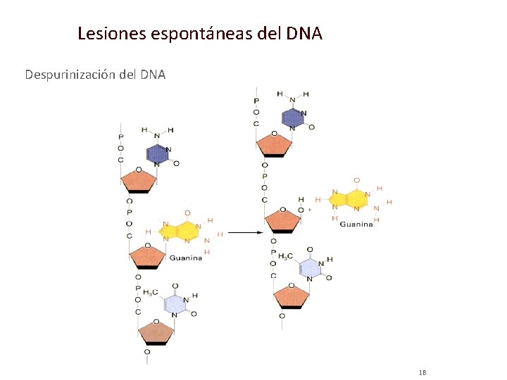 Lesiones espontáneas del DNA Despurinización del DNA 18 