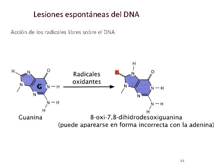 Lesiones espontáneas del DNA Acción de los radicales libres sobre el DNA 20 