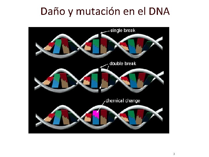 Daño y mutación en el DNA 3 