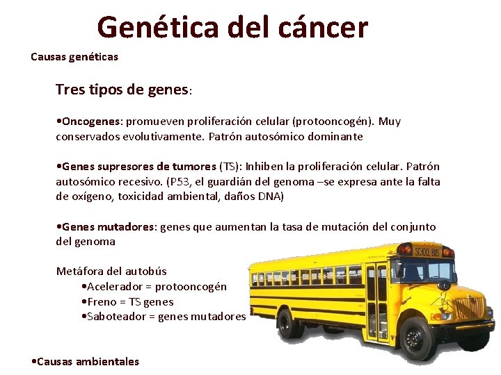 Genética del cáncer Causas genéticas Tres tipos de genes: • Oncogenes: promueven proliferación celular