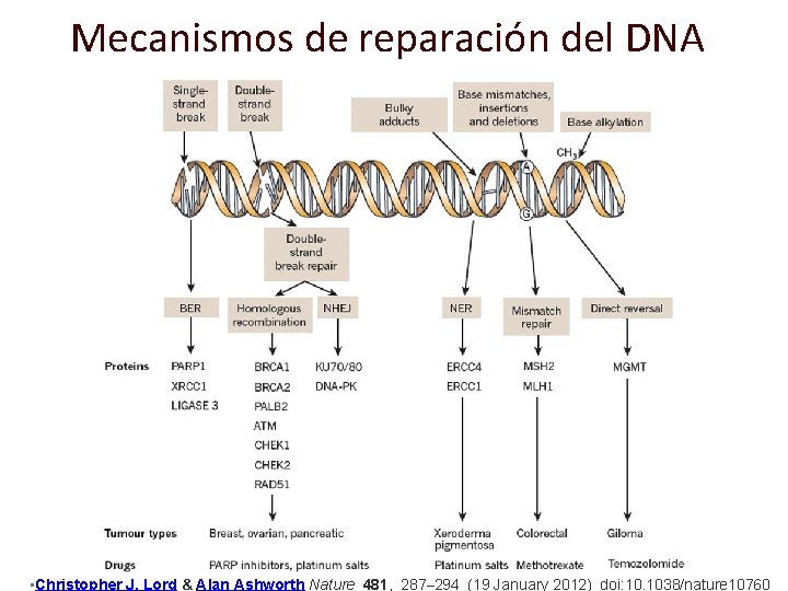 Mecanismos de reparación del DNA 4 • Christopher J. Lord & Alan Ashworth Nature