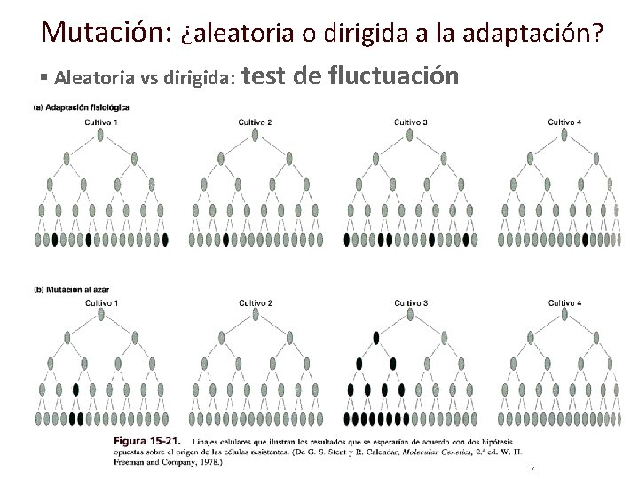 Mutación: ¿aleatoria o dirigida a la adaptación? § Aleatoria vs dirigida: test de fluctuación