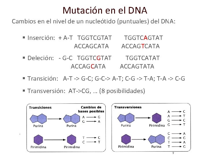 Mutación en el DNA Cambios en el nivel de un nucleótido (puntuales) del DNA: