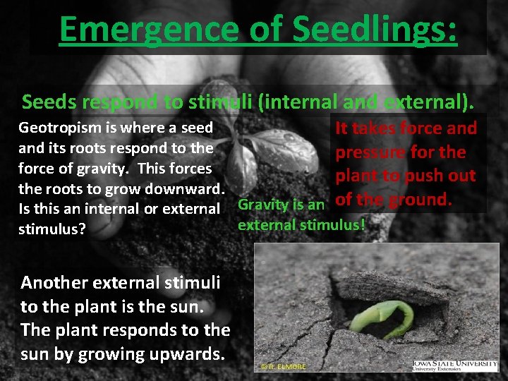 Emergence of Seedlings: Seeds respond to stimuli (internal and external). Geotropism is where a