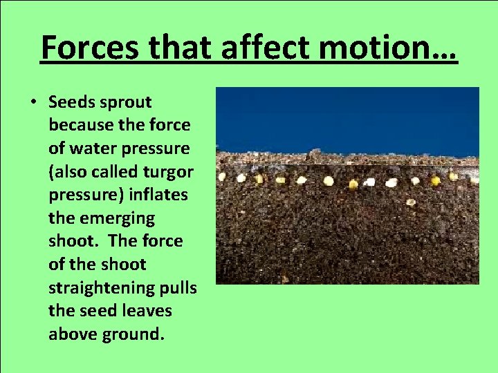 Forces that affect motion… • Seeds sprout because the force of water pressure (also