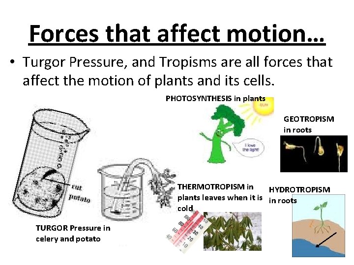 Forces that affect motion… • Turgor Pressure, and Tropisms are all forces that affect