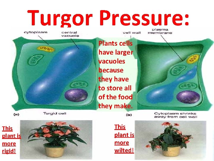 Turgor Pressure: Plants cells have larger vacuoles because they have to store all of