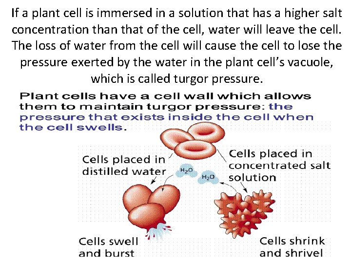 If a plant cell is immersed in a solution that has a higher salt