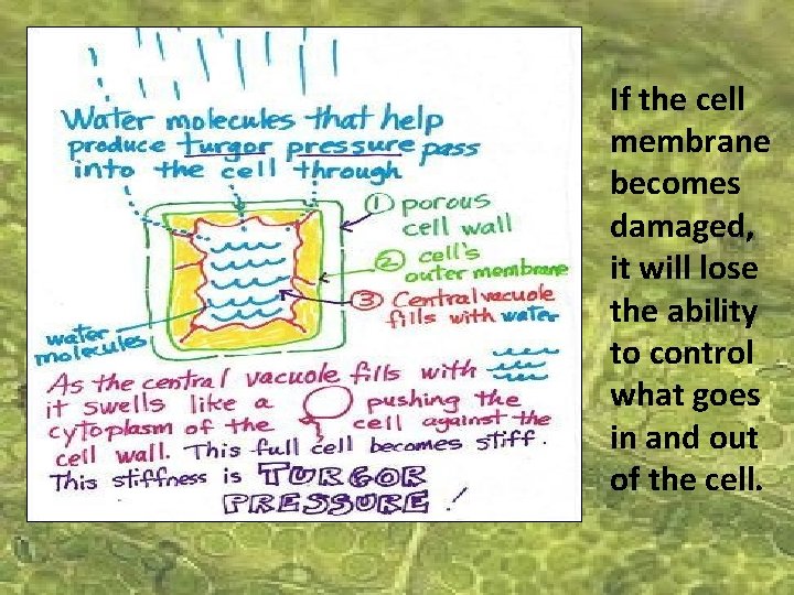 If the cell membrane becomes damaged, it will lose the ability to control what